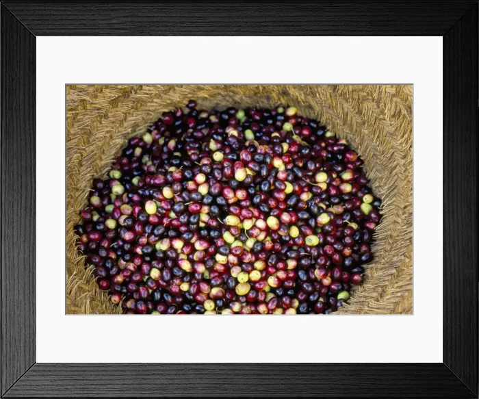Framed Print : Olive harvest Framed Print : Olive harvest