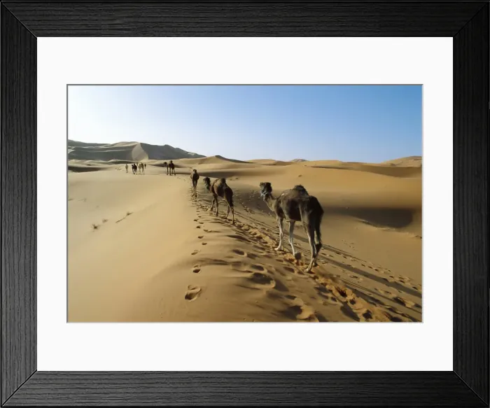 Framed Print : Camels walking across desert Framed Print : Camels walking across desert