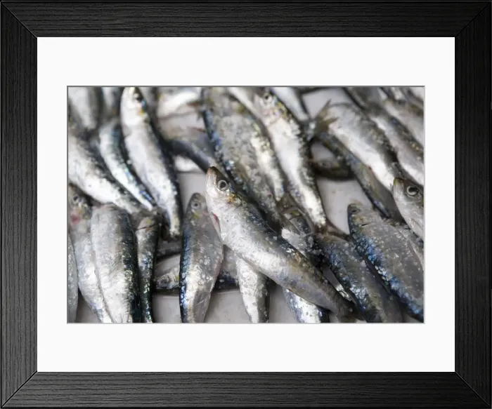 Framed Print : Fresh sardines for sale Framed Print : Fresh sardines for sale