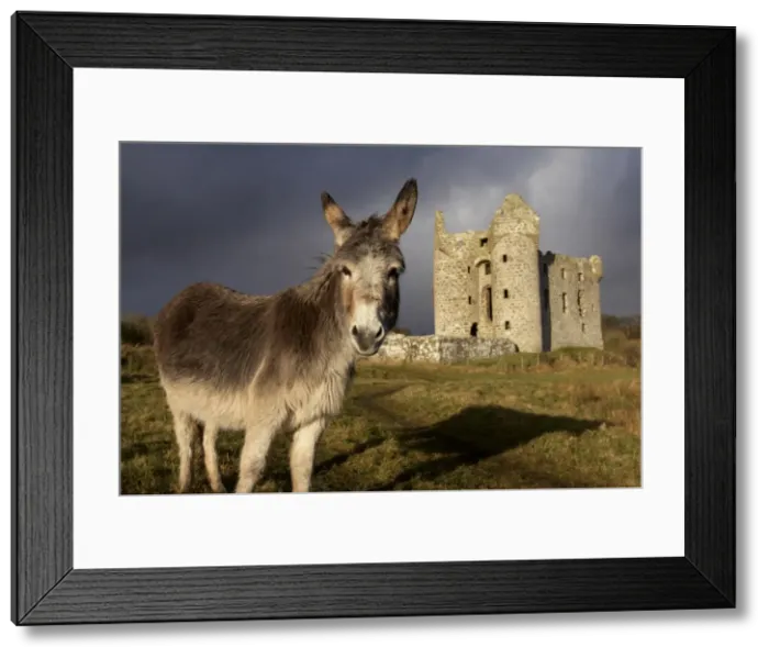 Framed Print : A donkey grazes in front 17th century Monea Castle Framed Print : A donkey grazes in front 17th century Monea Castle