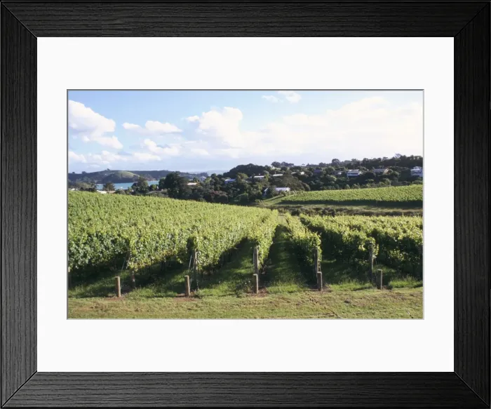 Framed Print : Vineyards, Ostend Framed Print : Vineyards, Ostend