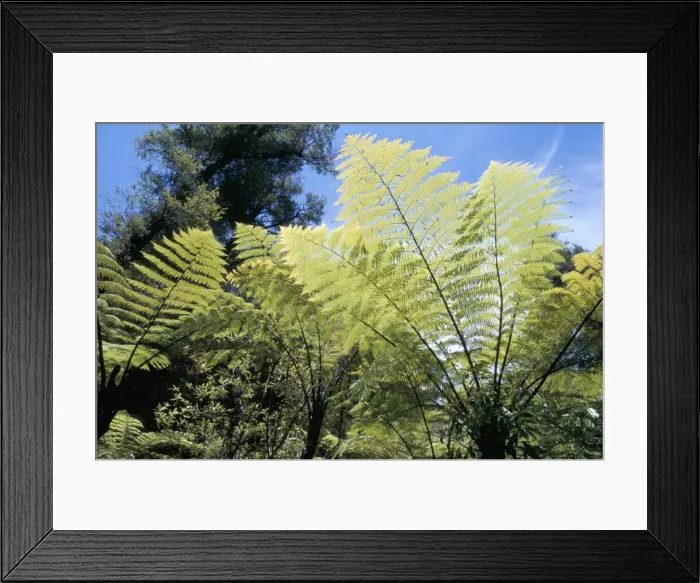 Framed Print : Ferns, Abel Tasman National Park Framed Print : Ferns, Abel Tasman National Park