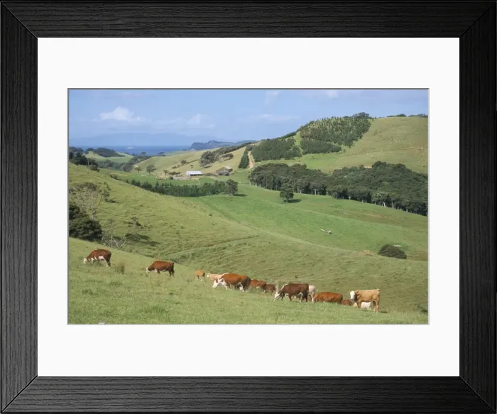 Framed Print : Middle island farm Framed Print : Middle island farm