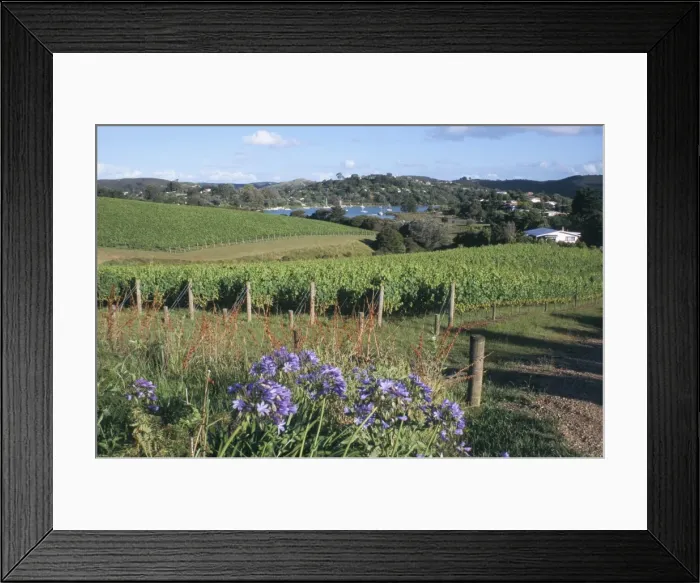 Framed Print : Vineyards, Ostend Framed Print : Vineyards, Ostend