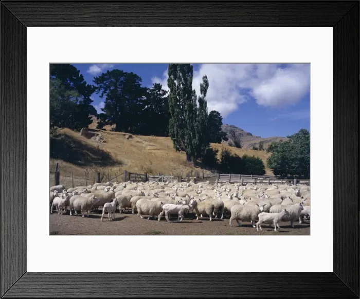 Framed Print : Sheep on the Banks Peninsula Framed Print : Sheep on the Banks Peninsula