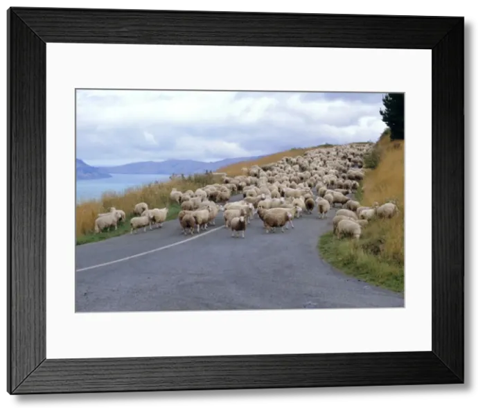 Framed Print : Flock of sheep Framed Print : Flock of sheep