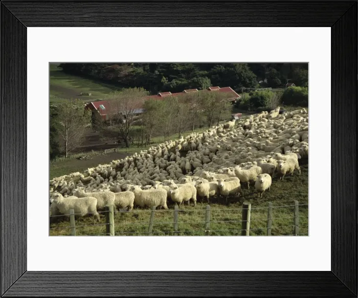 Framed Print : Sheep penned for shearing Framed Print : Sheep penned for shearing