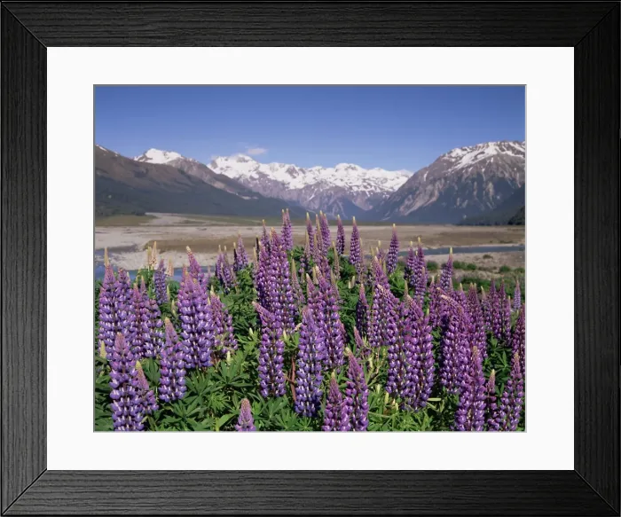 Framed Print : Wild lupin flowers (Lupinus) with Birdwood Mountains behind Framed Print : Wild lupin flowers (Lupinus) with Birdwood Mountains behind