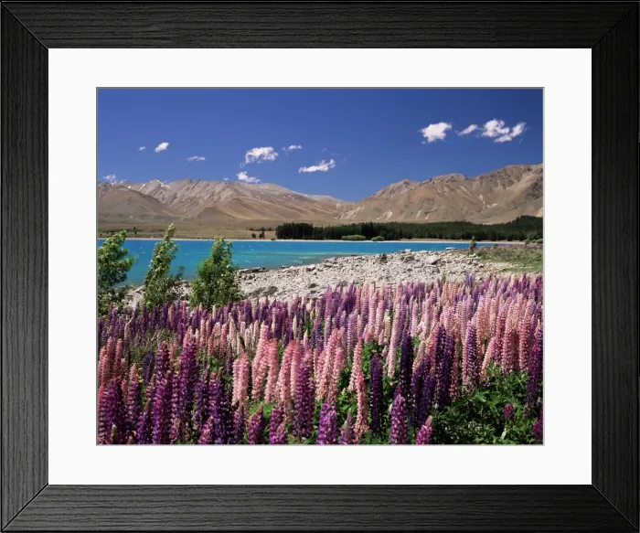 Framed Print : Wild lupin flowers (Lupinus) beside Lake Tekapo Framed Print : Wild lupin flowers (Lupinus) beside Lake Tekapo