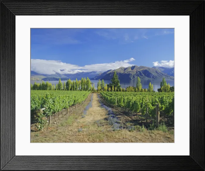 Framed Print : Vineyards at Winery on shores of Lake Wanaka Framed Print : Vineyards at Winery on shores of Lake Wanaka