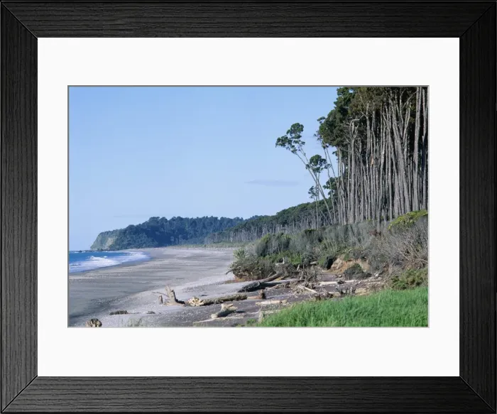 Framed Print : Forest on coast Framed Print : Forest on coast