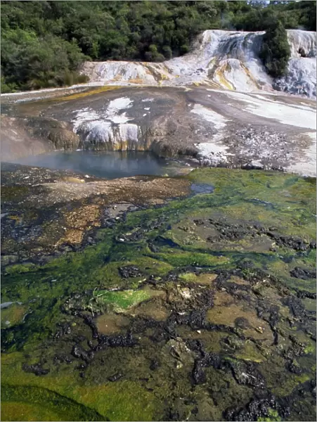 Algae in the hot springs at Orakei Korako
