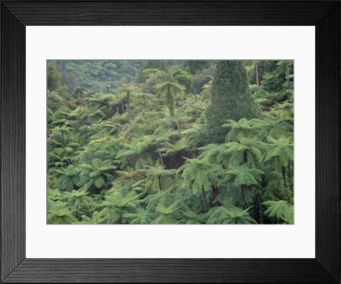 Framed Print : Punga, tree ferns