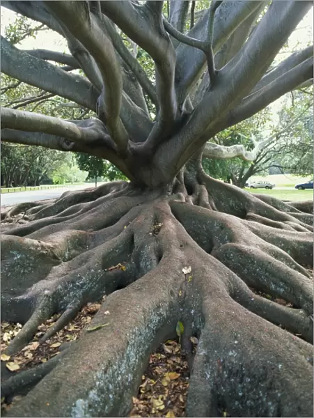 Trunk and roots of a tree in Domain Park