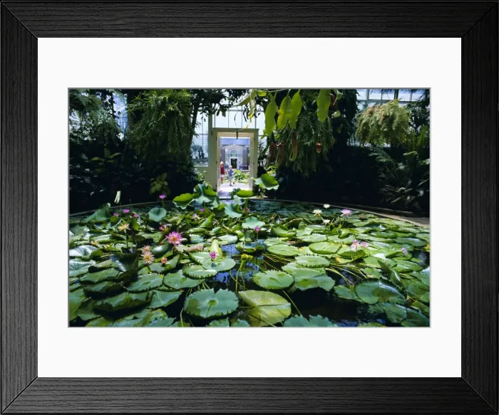 Framed Print : Hot house lily pond Framed Print : Hot house lily pond
