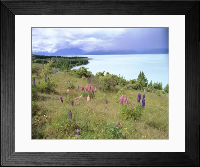 Framed Print : Wild lupins beside Lake Pukaki Framed Print : Wild lupins beside Lake Pukaki