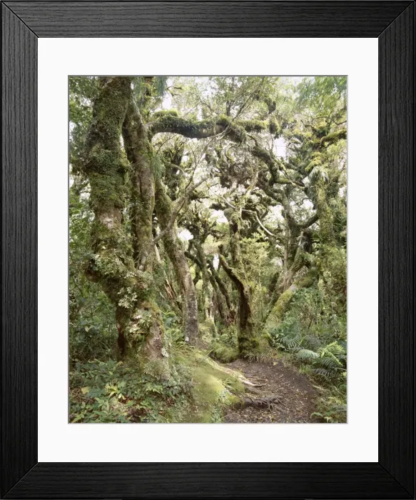 Framed Print : Goblin Forest Framed Print : Goblin Forest