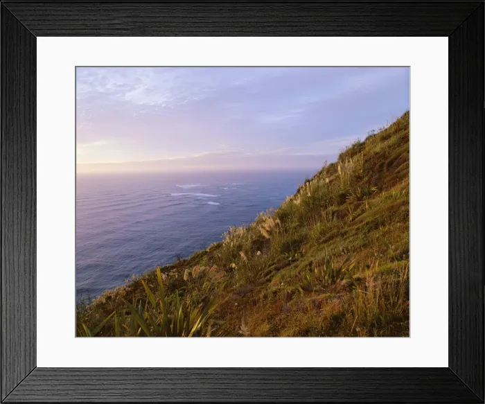 Framed Print : Flax and toi toi plants on the coast Framed Print : Flax and toi toi plants on the coast