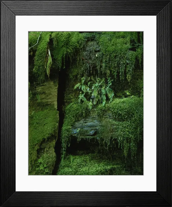 Framed Print : Detail of plants and mosses at Mossvale Falls Framed Print : Detail of plants and mosses at Mossvale Falls