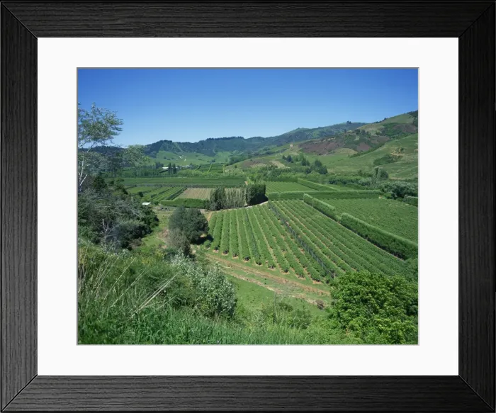 Framed Print : Landscape of fields and hills at Riwaka Township Framed Print : Landscape of fields and hills at Riwaka Township