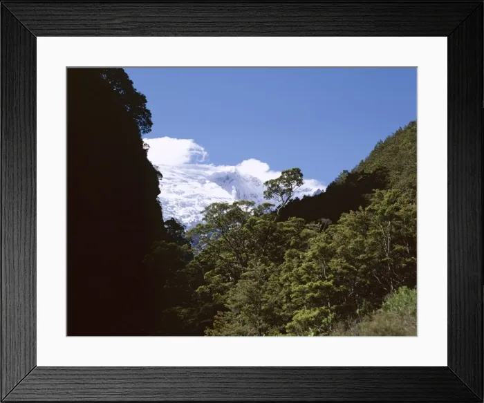 Framed Print : Silver Beech Forest and Rob Roy Glacier Framed Print : Silver Beech Forest and Rob Roy Glacier