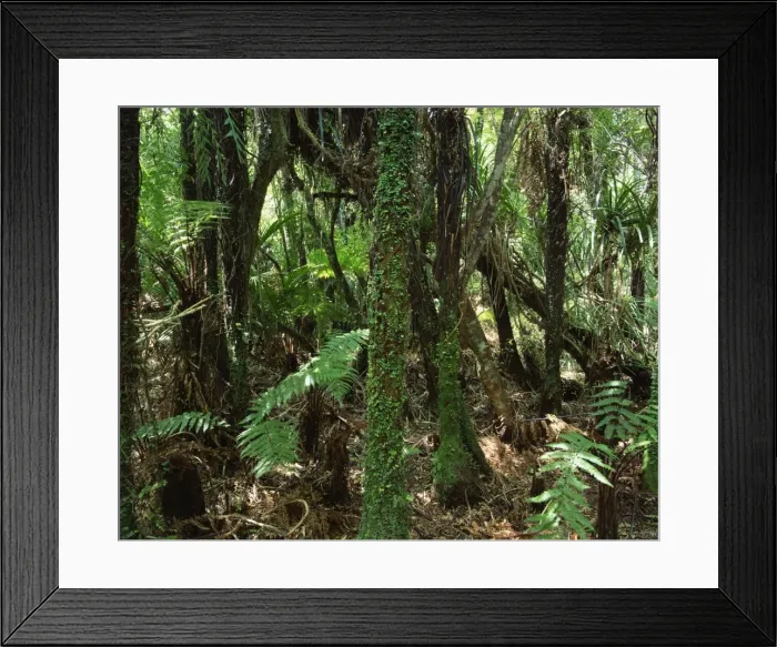 Framed Print : Dense woodland Framed Print : Dense woodland