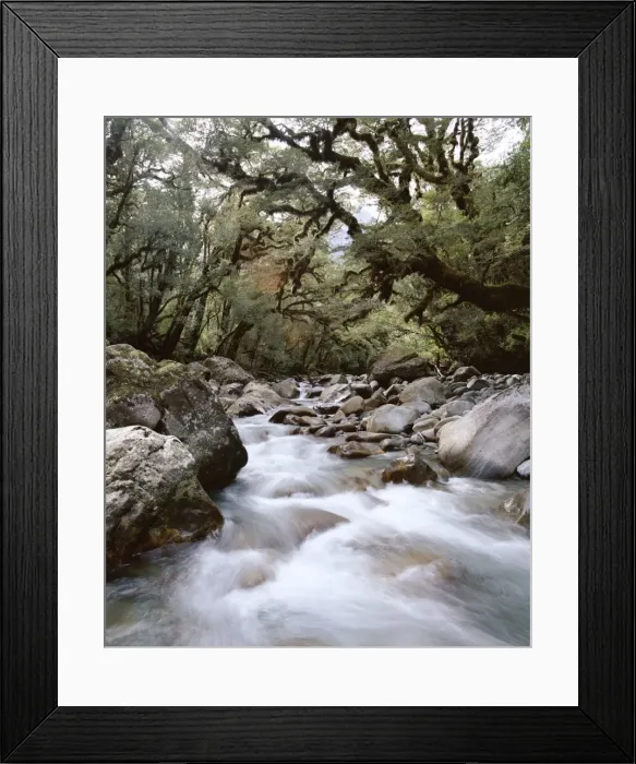 Framed Print : High country forest