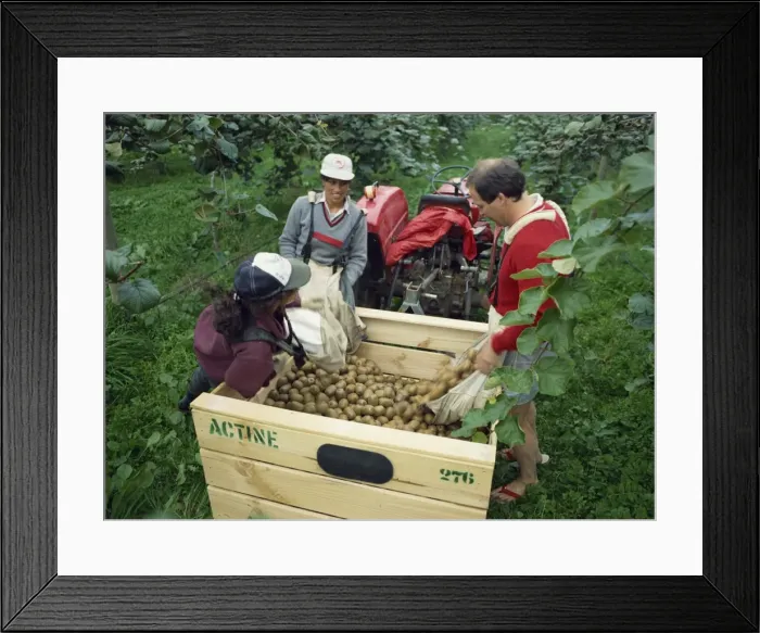 Framed Print : Pickers unloading kiwi fruit into a trailer amongst Framed Print : Pickers unloading kiwi fruit into a trailer amongst
