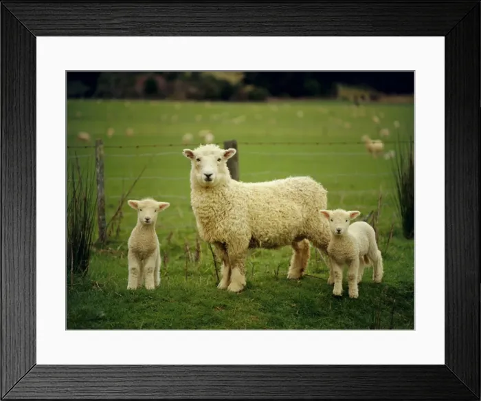 Framed Print : Ewe and twin lambs on sheep farm Framed Print : Ewe and twin lambs on sheep farm