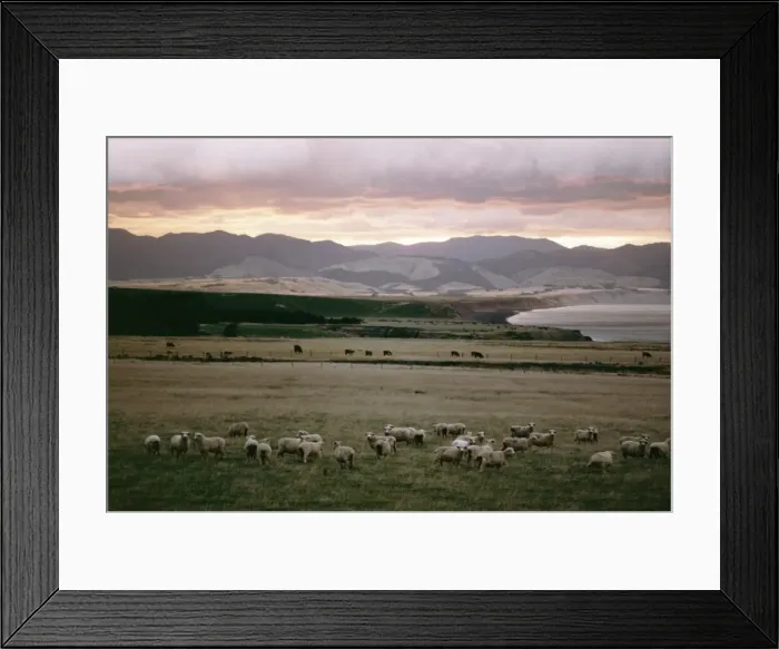 Framed Print : Palliser Bay Framed Print : Palliser Bay
