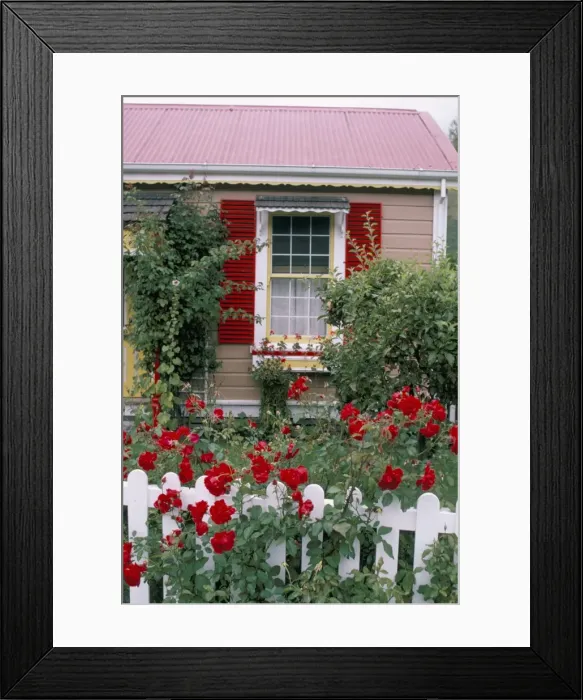 Framed Print : Single storey house and rose covered fence Framed Print : Single storey house and rose covered fence