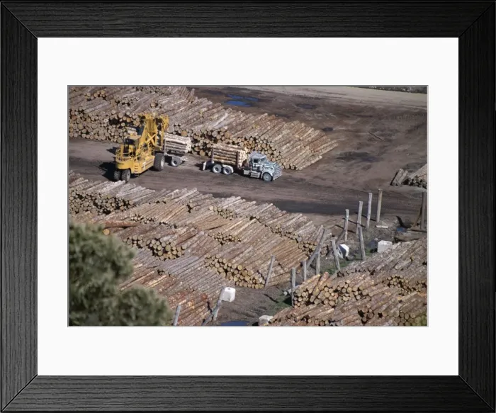 Framed Print : Logging plant at port