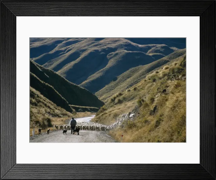 Framed Print : Shepherd herding flock of sheep through mountain pass Framed Print : Shepherd herding flock of sheep through mountain pass