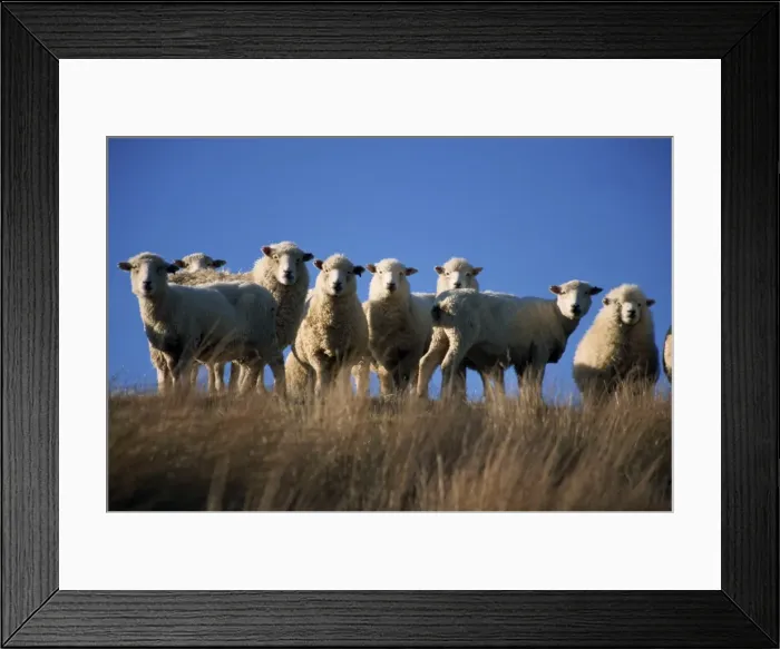 Framed Print : Sheep, part of life and the economy Framed Print : Sheep, part of life and the economy