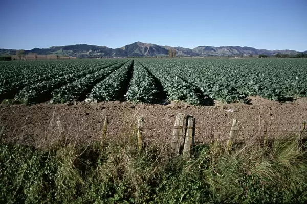Fields of broccoli in agricultural area