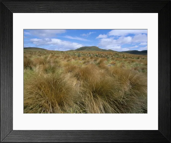 Framed Print : Red tussock grass Framed Print : Red tussock grass