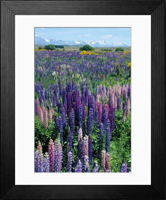 Framed Print : Wild lupins Framed Print : Wild lupins