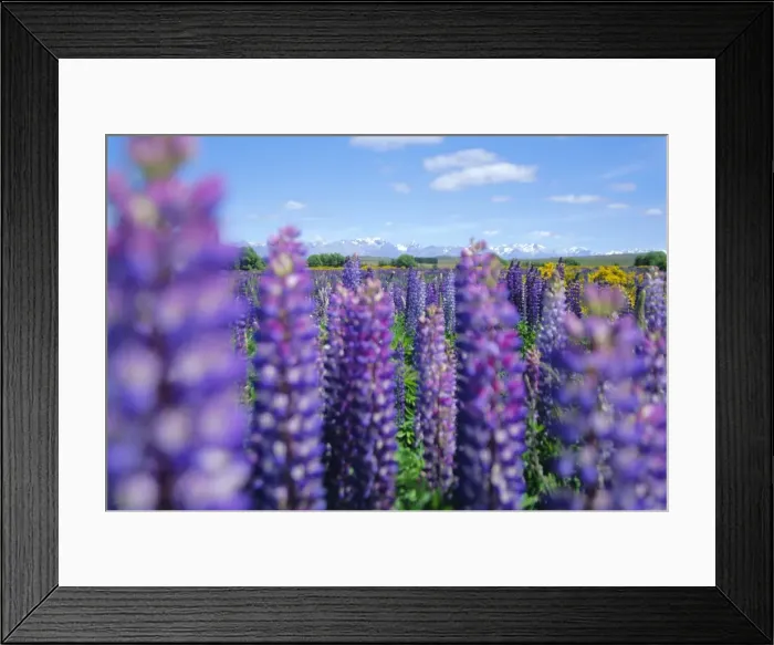Framed Print : Wild lupins in the Mt Cook National Park Framed Print : Wild lupins in the Mt Cook National Park