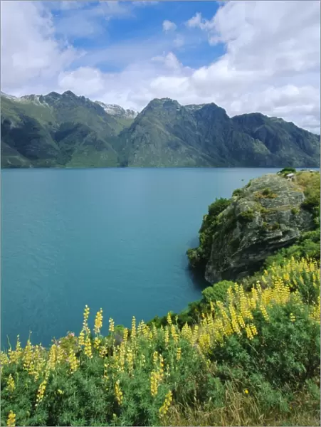 Yellow lupins beside Lake Wakatipu