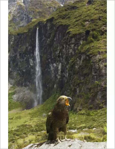 A kea poses in front of a waterfall on Rob Roy Glacier Hiking Track