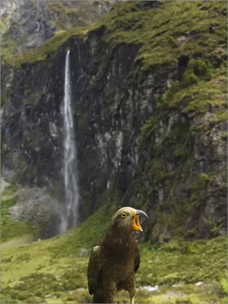 A kea poses in front of a waterfall on Rob Roy Glacier Hiking Track