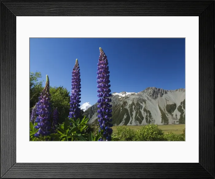 Framed Print : Lupins in flower below Aoraki (Mount Cook) Framed Print : Lupins in flower below Aoraki (Mount Cook)