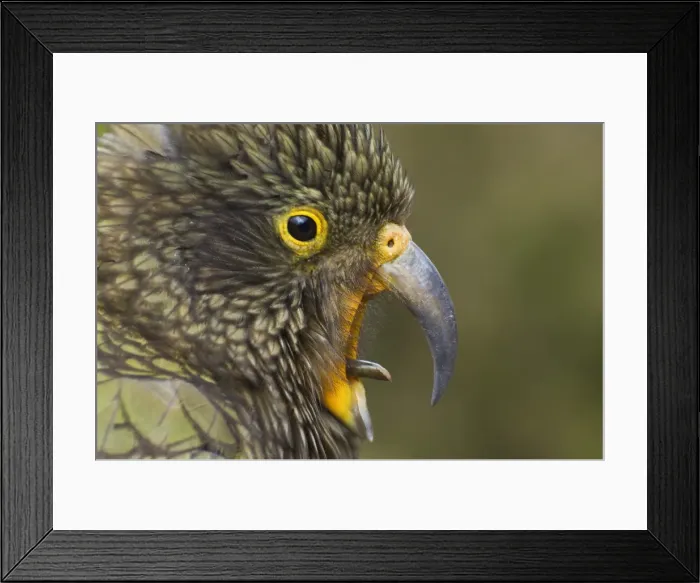 Framed Print : Kea, Arthurs Pass Framed Print : Kea, Arthurs Pass