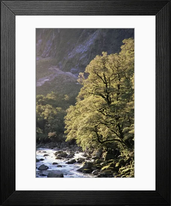 Framed Print : Hollyford River and beech trees Framed Print : Hollyford River and beech trees