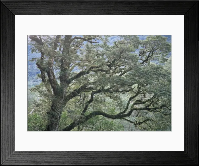 Framed Print : Beech tree Framed Print : Beech tree