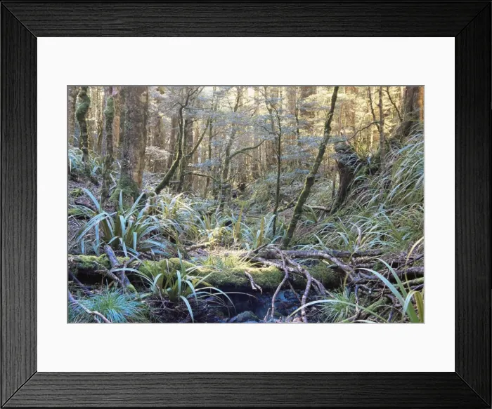 Framed Print : Beech forest Framed Print : Beech forest