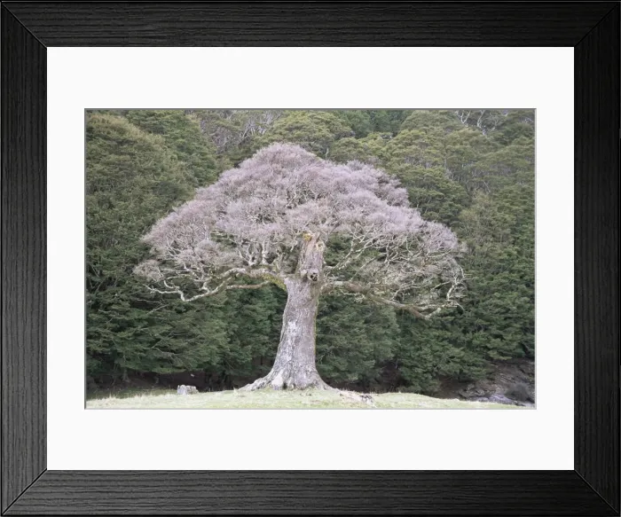 Framed Print : Old beech tree Framed Print : Old beech tree