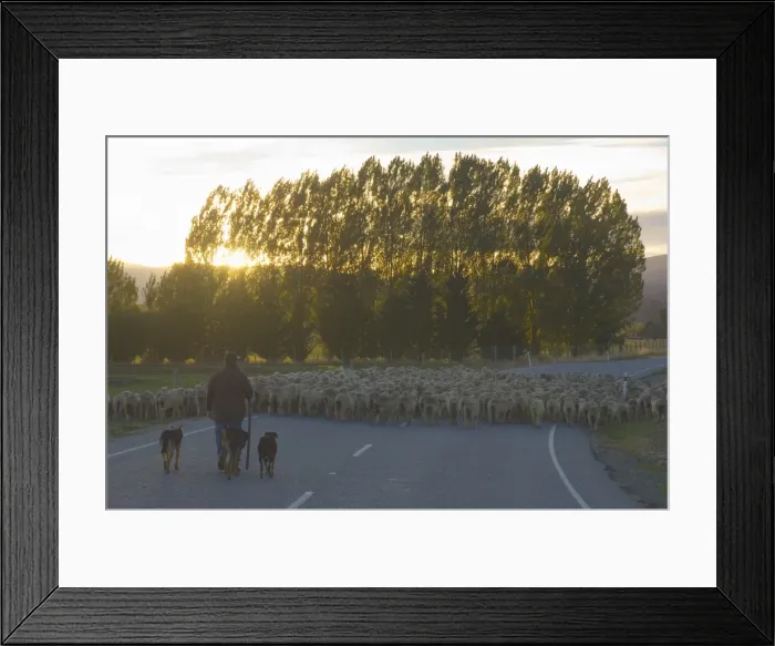 Framed Print : Driving sheep Framed Print : Driving sheep