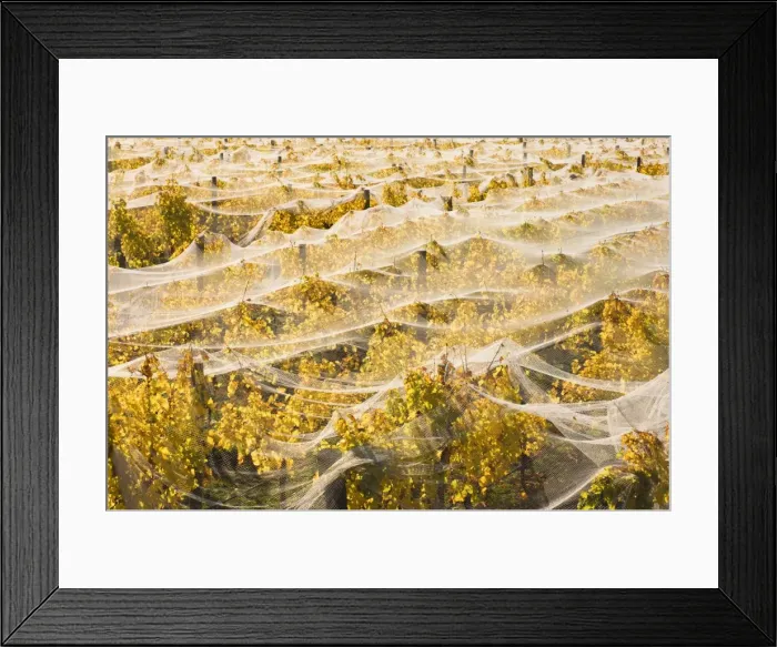Framed Print : Vineyard, Wanaka Framed Print : Vineyard, Wanaka