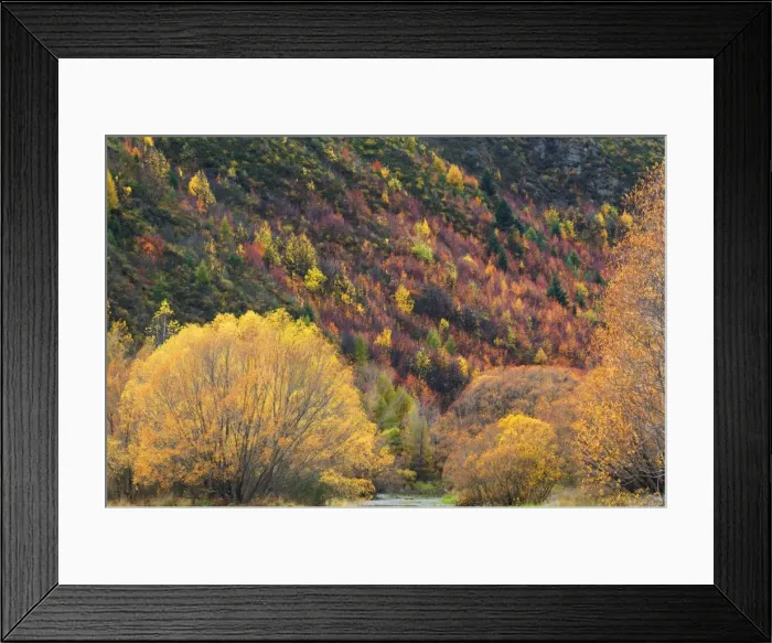 Framed Print : Trees, Arrowtown
